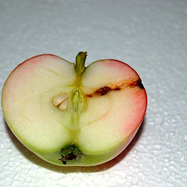 Agralan M541 Codling Moth Trap Refill