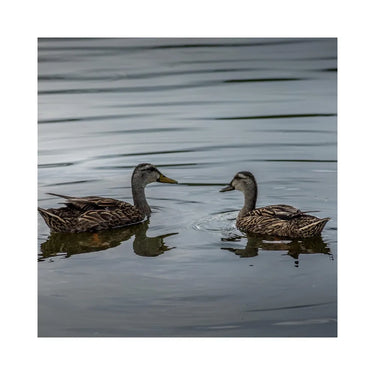 Copdock Mill - Plain Wheat Discs Duck Feed - 15kg