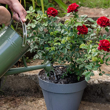 Westland Rose Feed & Protect Concentrates 2 in 1