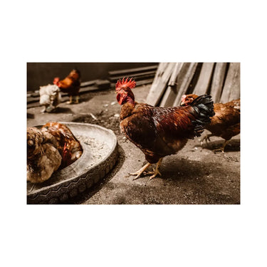 Copdock Mill Range Layers Mash Chicken Feed - 5kg