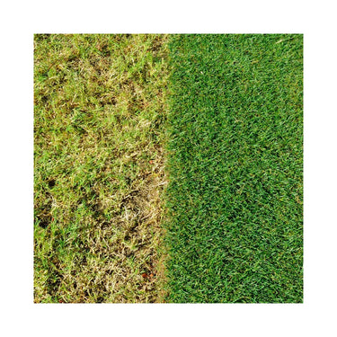 Miracle-Gro Evergreen Complete 4 In 1 - 360m2